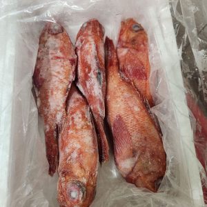 Kinki Fish - East Pacific Ocean International Corporation